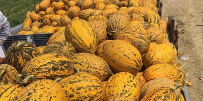 Venta de melones al por mayor Precio 1.65 €