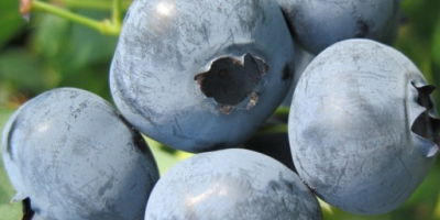 Venderé fruta de arándanos de nuestra propia plantación orgánica