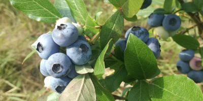 Venderé fruta de arándanos de nuestra propia plantación orgánica