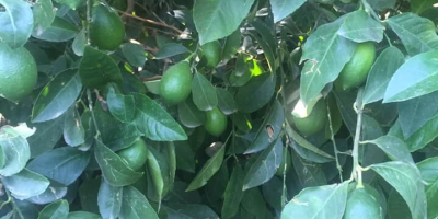 Vender limones al por mayor. Excelente calidad. El precio