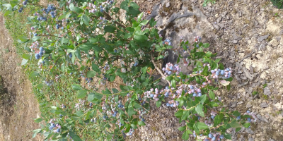 Hola, tengo que vender arándanos americanos, blucrop, blugold, variedades