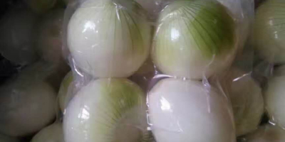 Bloque chino de cebolla congelada 10 mm * 10
