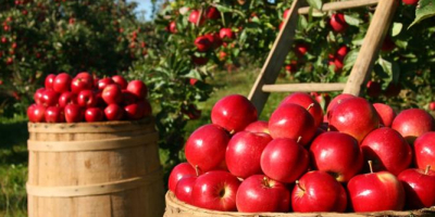 MANZANAS FRESCAS ROJAS, VERDURAS Y FUJI Empaquetado y entrega