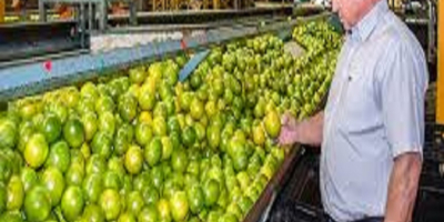 Capacidad de suministro: 5000 toneladas métricas / toneladas métricas