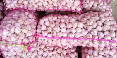Exportación de ajo chino y ajo blanco puro Tamaño