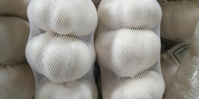 Exportación de ajo chino y ajo blanco puro Tamaño