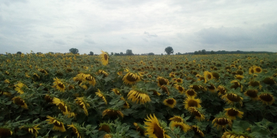 Venderé girasol en el tronco con 4 ha.