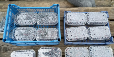 Tengo a la venta fruta dulce y fresca de