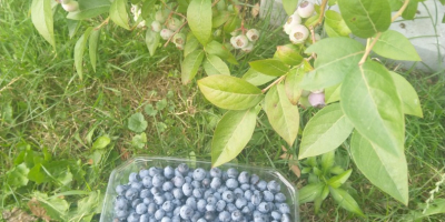 Tengo a la venta fruta dulce y fresca de