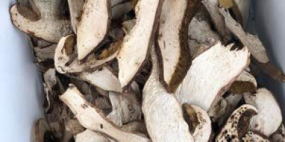 Boletus edulis, hongos porcini, cepes, steinpilz, recogidos de los
