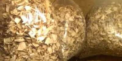 Recortes de boletus secos 140ZL / kg