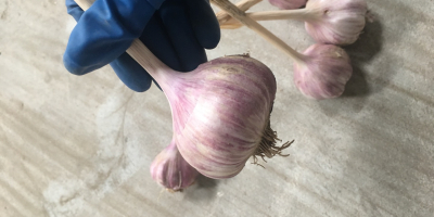 Tengo ajo polaco - variedad &#39;Harnaś&#39;.