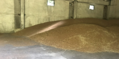Prodavam Hlebna Variedad de trigo Sofu 180 toneladas Meister-60