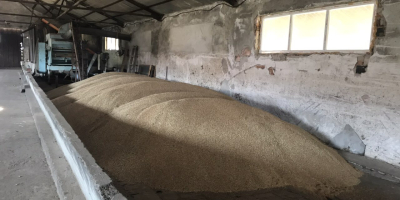 Prodavam Hlebna Variedad de trigo Sofu 180 toneladas Meister-60