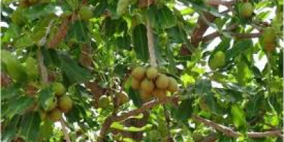 Actualmente estamos en la cima de nuestra cosecha de