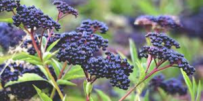 Las bayas de color azul-púrpura oscuro del árbol de