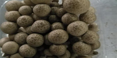 Hypsizygus Marmoreus Mushrooms Package: 150g * 40 / ctn,