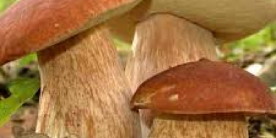 Boletus secos, 10 kg.