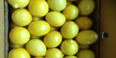 Fresh Lemon en venta Whatsapp +1 804 742 2957