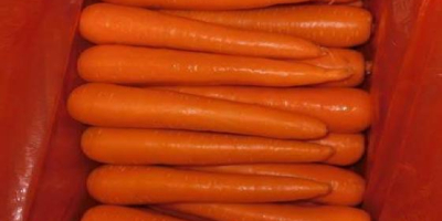 Variedad de zanahorias: Tipo de zanahorias: Certificación común 9001