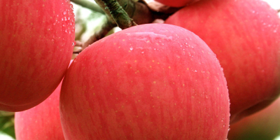 Manzana roja fresca de Fuji de primera calidad disponible