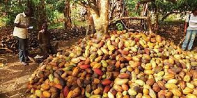 Granos de cacao orgánicos de África a un precio