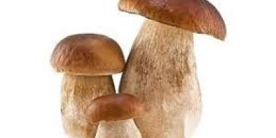 Esquejes de boletus secos Contáctenos directamente a través de