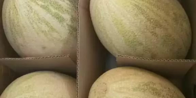 Hola, para la venta melón importado de la soleada