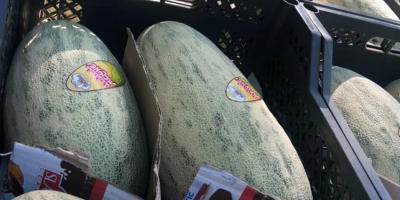 Hola, para la venta melón importado de la soleada