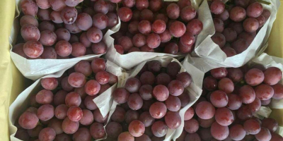 Uvas frescas sin semillas a la venta. Contáctenos a