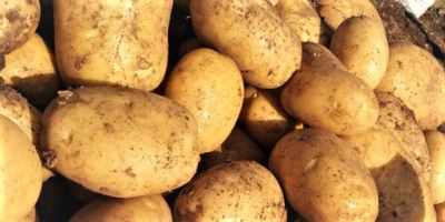 Patatas Agria de la variedad Agria + 40 mm