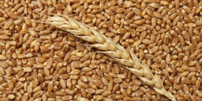 Vendo forraje 10 t trigo, cosecha 2019 en tierra