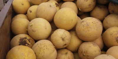 Tenemos a la venta melones amarillos importados por Rumania.