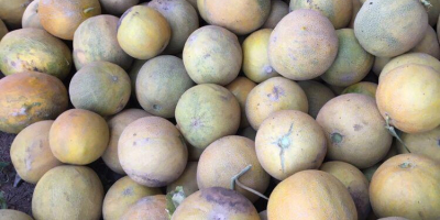 Tenemos a la venta melones amarillos importados por Rumania.