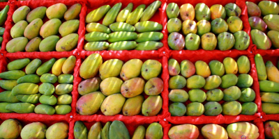 El mango egipcio fresco es una de las frutas