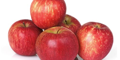 una empresa europea comprará manzanas industriales, varias especies, recogida