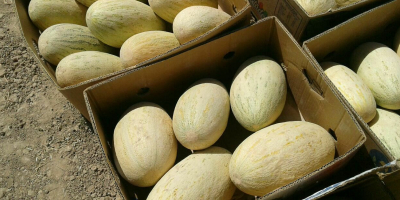 Venderé melones, un grado de torpedo. Tamaño: 2.5-5kg Condiciones