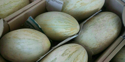 Venderé melones, un grado de torpedo. Tamaño: 2.5-5kg Condiciones