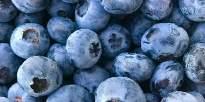 Venderé arándanos alrededor de 1 tonelada Embalado 3 kg