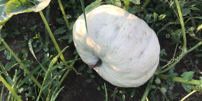 Pastel de calabaza variedad Tudor! ¡Variedades rumanas excelentes para