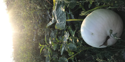 Pastel de calabaza variedad Tudor! ¡Variedades rumanas excelentes para