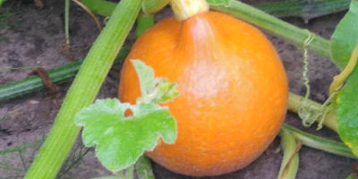 Venderé calabazas de Hokkaido en grandes cantidades.