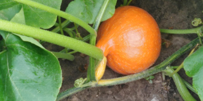 Venderé calabazas de Hokkaido en grandes cantidades.