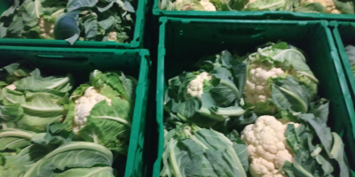 Coliflor, polaco, 6 piezas / caja, recoger en Grójec.