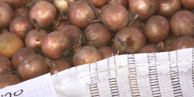 Hola, plantaré grandes cantidades de cebollas, blancas y rojas