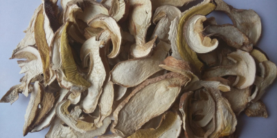 recolectamos boletus edulis de la mano de los agricultores