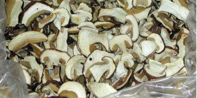 recolectamos boletus edulis de la mano de los agricultores