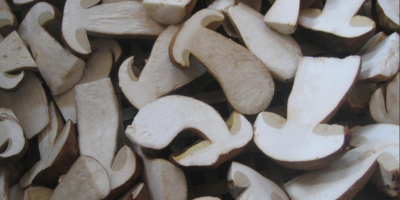 recolectamos boletus edulis de la mano de los agricultores