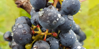 Venderé una uva (fruta) de las variedades de uva