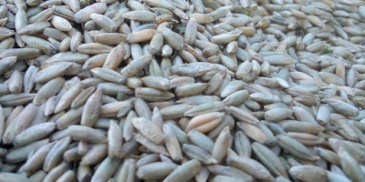 Venderé triticale a partir de la cosecha de 2019,